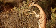 La Reserva Nacional de Samburu nos ofrece un contrapunto en paisajes y fauna a los parques del sur