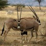 Los oryx son animales que se adaptan muy bien a la sabana semiárida de Buffalo Springs
