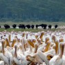 La población de flamencos y búfalos en Lago Nakuru también es importante