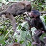 La población de primates es también significativa, destacando babuinos y colobos