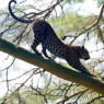 También se pueden ver ejemplares de leopardo en Lago Nakuru