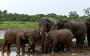 Los elefantes son los animales que más divisaremos en el Parque Nacional de Aberadres