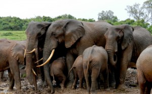 Manadas de elefantes acuden a las charcas de los hoteles árbol de Aberdares