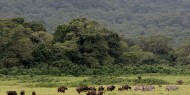 Lapoca presencia de depredadores es sinónimo de paz para los herbívoros en el Parque Nacional de Arusha
