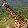 Pero por norma general los animales conviven en armonía en el Parque Nacional de Arusha