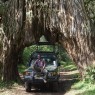 The Arched Fig Tree, un túnel de lo más curioso en el Parque Nacional de Arusha