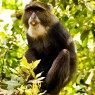 Mono Azul. La población de primates es uno de los atractivos del Parque Nacional de Arusha