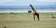 Diversidad de fauna y grandes paisajes son la enseña del Parque Nacional del Lago Manyara, Tanzania