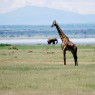 Diversidad de fauna y grandes paisajes son la enseña del Parque Nacional del Lago Manyara, Tanzania