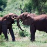 Pelea de elefantes en el Parque Nacional del Lago Manyara, Tanzania