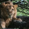 La estampa del Parque, un joven león descansado (Parque Nacional de Lago Manyara, Tanzania)