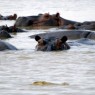 El río Rufiji cuenta con una numerosa población de hipopótamos y cocodrilos