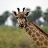 Las jirafas están presentes en este inmenso área que tiene una extensión de 54.600 km2