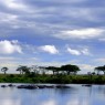 HIPOPOTAMOS EN EL SERENGETI, TANZANIA