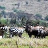 Grupo de cebras y ñus deambulando en la zona de Sinya, Tanzania