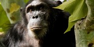 El principal interés de Gombe Stream son los primates