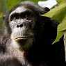 El principal interés de Gombe Stream son los primates