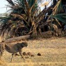 Guepardo en el Parque Nancional de Katavi, Tanzania