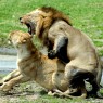 Katavi cuenta con un gran número de leones, entre otros depredadores