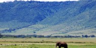 Impresionante elefante en el Cráter de Ngorongoro, Tanzania