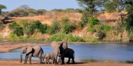El Parque Nacional de Ruaha presenta una concentración impresionante de elefantes