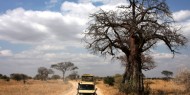 Legendario Baobabs salpican el Parque Nacional de Tarangire, Tanzania