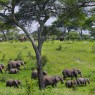 Elefantes en el temporada húmeda en el Parque Nacional de Tarangire, Tanzania