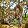 Leopardo en el bosque de acacias amarillas del P.N. del Lago Nakuru