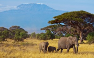 Los dos mayores atractivos del Parque Nacional de Amboseli: los elefantes y las vistas del Kilimajaro