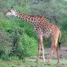 Los animales no saben de fronteras y es frecuente ver jirafas fuera del Parque en el Área de la Reserva