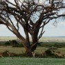 Familia de gacelas Thomson´s bajo un enorme árbol en el Parque Nacional de Amboseli