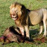 Escenas de leones con presas son habituales en Masai Mara