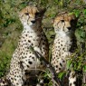Los guepardos, el animal terrestre más veloz, son fáciles de ver en Masai Mara