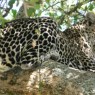 En Masai Mara sólo se necesita un poco de suerte para poder ver al siempre esquivo leopardo