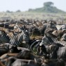 Entre los meses de agosto a noviembre podremos deleitarnos con La Gran Migración en Masai Mara