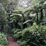 La zona baja del Kilimajaro está cubierta por bosques tropicales