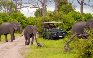 Los elefantes merodean a sus anchas en el Parque Nacional de Chobe