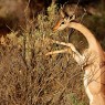 La Reserva Nacional de Samburu nos ofrece un contrapunto en paisajes y fauna a los parques del sur