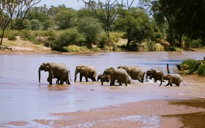 El río Ewaso Nyro, agua marrón, sirve de frontera entre Samburu y Buffalo Springs