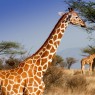 Las jirafas reticuladas se encuentran en las zonas ribereñas en Samburu y Buffalo Springs