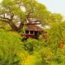 Las habitaciones del Tarangire Treetops se encuentran en legendarios baobabs elevadas del suelo por pilotes