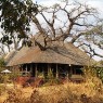La estancia principal del Treetops está presidida por un enorme baobab de más de 700 años