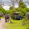 Los elefantes son los grandes protagonistas de Chobe