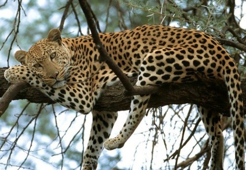 Gatito leopardo