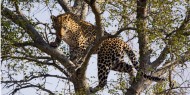 shutterstock_77267194 Leopard - Kruger National Park, South Africa